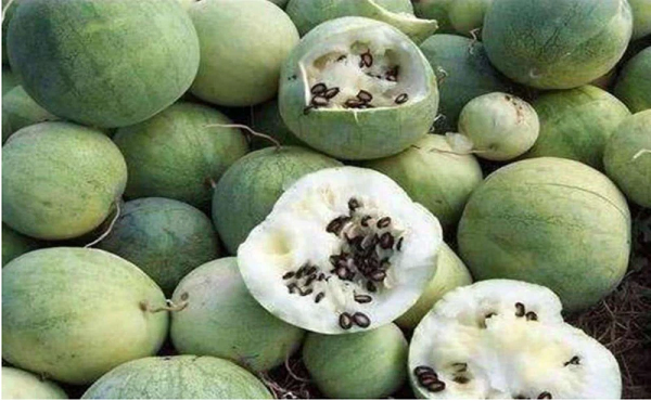 Dù có độc nhưng giống dưa này là một loại thảo dược rất hữu hiệu trong việc điều trị tiểu đường, huyết áp cao, bệnh gan, bệnh vẩy nến, sỏi thận, giảm sưng, đau, táo bón, đau răng, trị phong thấp.