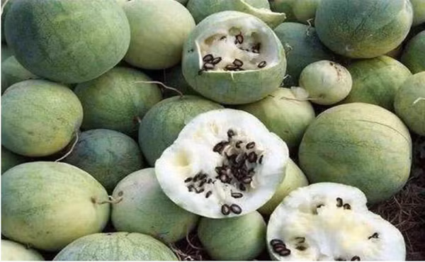 Dù có độc nhưng giống dưa này là một loại thảo dược rất hữu hiệu trong việc điều trị tiểu đường, huyết áp cao, bệnh gan, bệnh vẩy nến, sỏi thận, giảm sưng, đau, táo bón, đau răng, trị phong thấp.