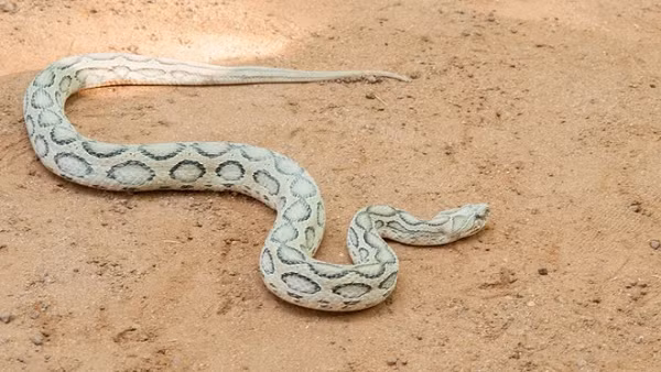 Rắn lục Russell (Daboia russelii) sở hữu nọc độc dẫn đến một loạt các triệu chứng khủng khiếp: suy thận cấp tính, chảy máu nghiêm trọng và tổn thương đa cơ quan. Một số thành phần của nọc độc liên quan đến đông máu cũng có thể dẫn đến đột quỵ cấp tính. Nạn nhân thường chết vì suy thận.