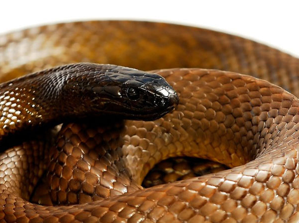 Khi rắn taipan cảm thấy bị đe dọa, con rắn sẽ cuộn cơ thể của nó thành hình chữ S, giống như một lò xo bị nén, trước khi phóng ra với một cú đớp cực nhanh.