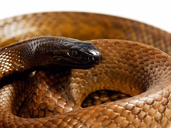 Khi rắn taipan cảm thấy bị đe dọa, con rắn sẽ cuộn cơ thể của nó thành hình chữ S, giống như một lò xo bị nén, trước khi phóng ra với một cú đớp cực nhanh.