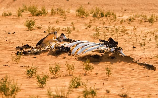 Theo một nghiên cứu mới, các nhà khoa học cho rằng tỷ lệ tuyệt chủng do nhiệt độ toàn cầu tăng lên từ biến đổi khí hậu sẽ không đạt đến mức sự kiện tuyệt chủng hàng loạt lớn, ít nhất là không phải trong tương lai gần.