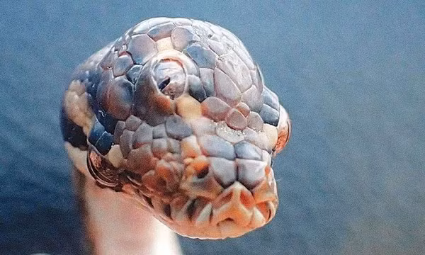 Đây là một con rắn một đầu và có 3 mắt. Tất cả các con mắt đều hoạt động.