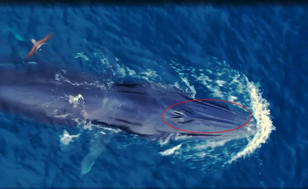 Gần 1 tháng nay, hình ảnh cá voi di cư theo đàn và tìm kiếm thức ăn liên tục xuất hiện ven biển Đề Gi, Bình Định đã khiến dư luận vô cùng thich thú vì đây là hình ảnh hiếm thấy.