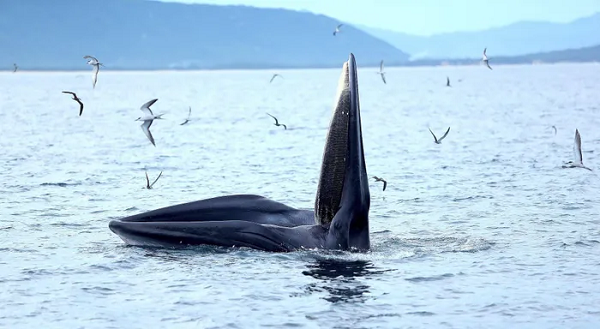 Nhiều nguồn tin cho rằng, chúng là những con cá voi xanh. Tuy nhiên mới đây TS. Hùng Việt và TS. Đình Thịnh, những nhà khoa học, chuyên gia trong lĩnh vực Bảo tồn tài nguyên và môi trường biển đã lên tiếng xác nhận chúng không phải cá voi xanh.