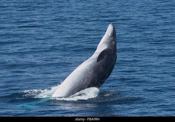 Cá voi Bryde ăn sinh vật phù du, giáp xác và những đàn cá mà chúng ngốn vào trong cái miệng to lớn của nó. Thường chúng xuất hiện từng con hoặc cặp và trong một số vùng kiếm ăn có thể thấy một nhóm vài mươi con.