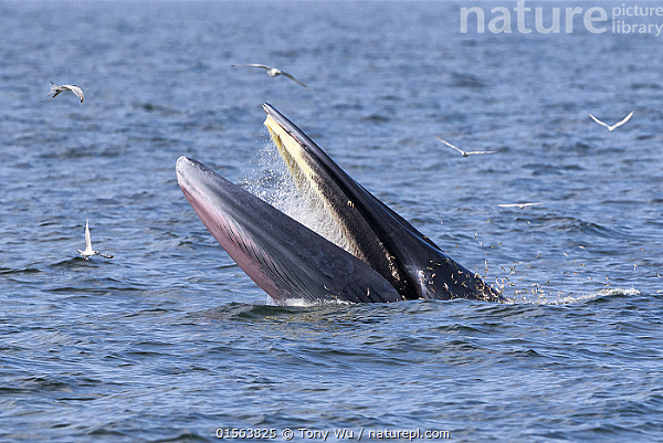 Cơ thể của chúng có màu xám khói sẫm ở trên, sau đó khuếch tán thành màu trắng ở dưới. Những vết sẹo hình tròn từ loài ký sinh và cá ăn bám đã được phát hiện trên những cá thể di cư nhiều hơn.