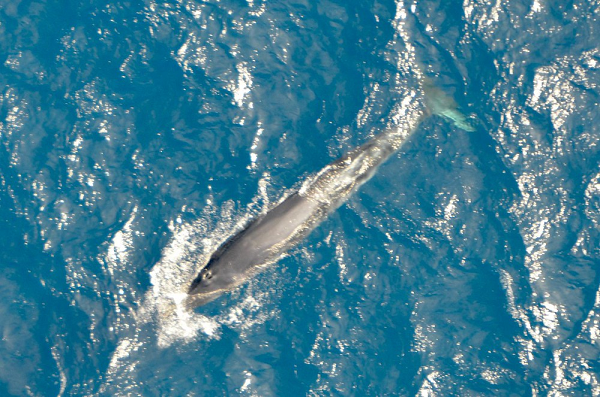 Một số quần thể nhỏ được biết là ít vận động, bao gồm một quần thể nhỏ khoảng 12 cá thể dọc theo bờ biển California. Cá voi Bryde sống ở vùng nước ấm của đại dương, với nhiệt độ dao động từ 15 đến 20 độ C.