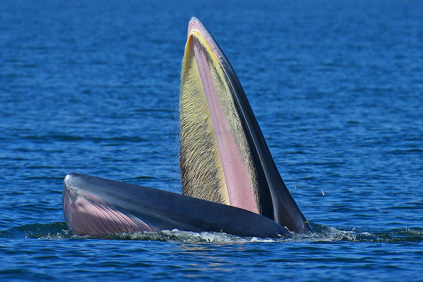 Cá voi Bryde nằm trong Sách Đỏ của IUCN về các loài bị đe dọa cần được bảo vệ.