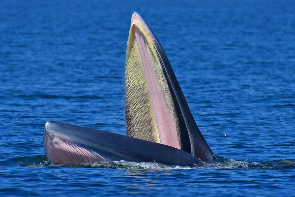 Cá voi Bryde nằm trong Sách Đỏ của IUCN về các loài bị đe dọa cần được bảo vệ.