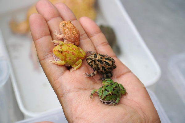 Theo ghi nhận, ở Việt Nam hiện có nhiều giống ếch cảnh như Pacman, Bullfrog, Budgett Frog, Brazil Horned Frog, Fantasy, Ornate Horned Frog, cóc mía… nhưng thông dụng nhất vẫn là hai loại đầu tiên. (Ảnh: Dân Việt)