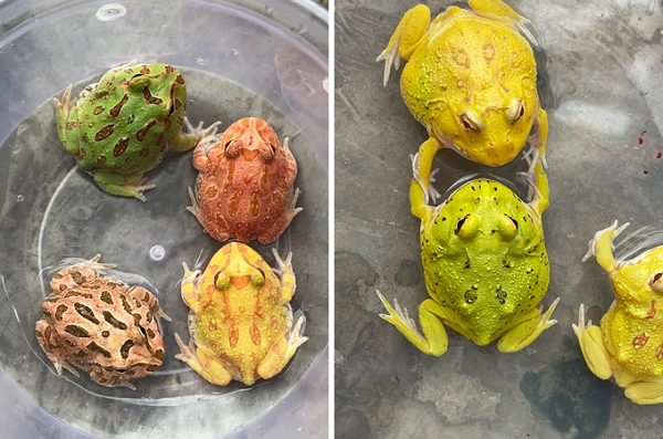 Ếch Bullfrog hay còn gọi là ếch yêu tinh, ếch bò Châu Phi thường được người nuôi ưa thích vì có kích thước lớn cùng bộ mặt rất ngầu. Đây là một trong những loại ếch lớn nhất, chúng có thể nặng tới 2kg. (Ảnh Dân Trí)