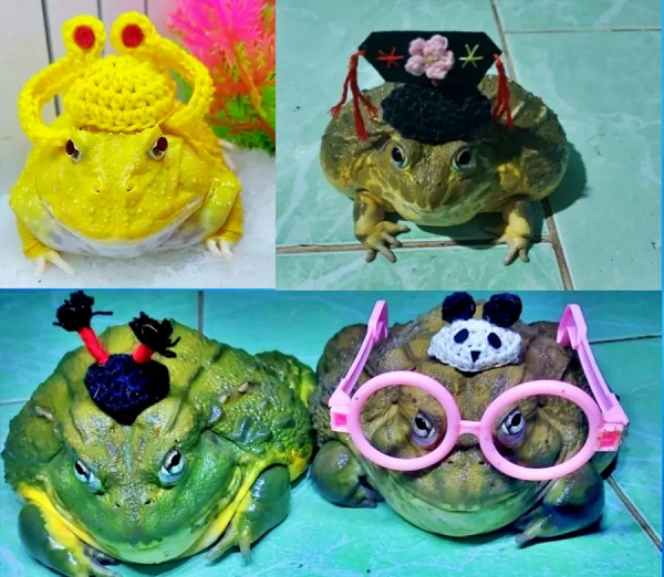 Dù là sinh vật ngoại lai nhưng ếch ngoài hành tinh, ếch yêu tinh… không gây hại cho môi trường lẫn người nuôi. Ngoài việc hiền lành, ếch cảnh rất khó sinh sản và hầu như không thể tự sinh sản được ở môi trường tự nhiên. (Ảnh: Vietnamnet)