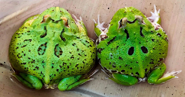 Trào lưu nuôi ếch ngoại nổi lên từ các hội nhóm sinh vật cảnh ở TP.HCM, sau đó lan rộng tới nhiều tỉnh thành trên cả nước. Ếch Pacman có xuất xứ từ Nam Mỹ chúng là loài động vật lưỡng cừ sống trên cạn. Phần lớn chúng sống ở nơi ẩm ướt. Loài này du nhập vào nước ta từ những năm 2006. (Ảnh Dân Trí)