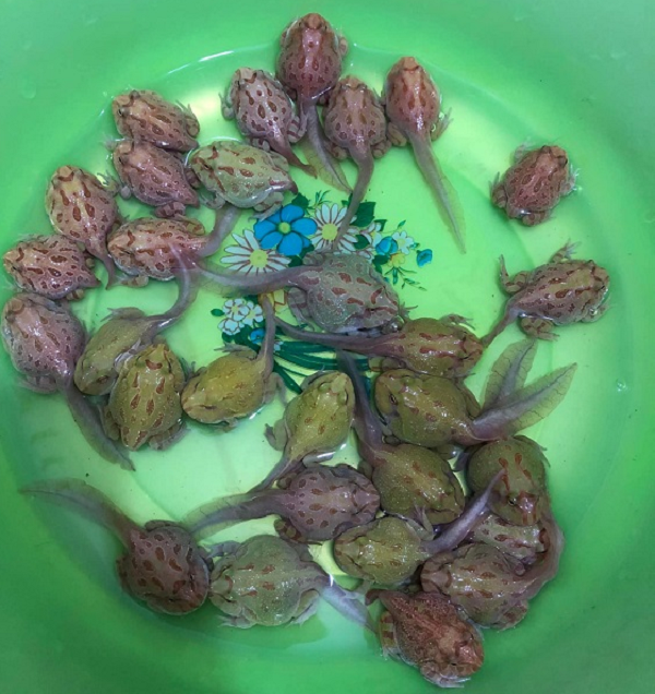 Trong khi đó, Bullfrog và Bullget được định giá thông qua kích thước, trọng lượng và thần thái của con vật. Hai loại ếch này có kích thước càng lớn, càng có nhiều vân trên lưng và thần thái càng hung dữ, oai vệ thì giá càng cao. Hai dòng ếch cảnh này đang được người chơi rao bán với giá từ 500.000 - 8 triệu đồng/con, càng to càng giá trị. (Ảnh Dân Việt)