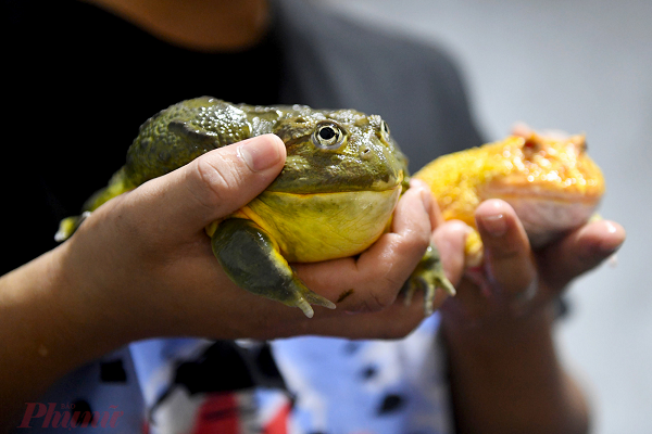 Budgett frog ( Lepidobatrachus laevis ), đôi khi được gọi là ếch hà mã, đang trở thành vật nuôi ngày càng phổ biến. Chúng cũng được gọi là ếch Freddy Krueger vì ngón tay dài và bản tính hung dữ. (Ảnh: Phụ Nữ)