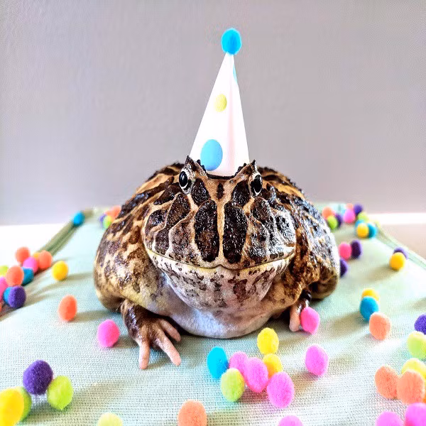 Ngoài ra cần đảm bảo nơi ở của ếch luôn thoáng mát, sạch sẽ, tránh nhiệt độ cao hoặc quá nắng và lưu ý không nên nuôi chung ếch con với ếch trưởng thành trong một chuồng bởi chúng có thể ăn thịt lẫn nhau.