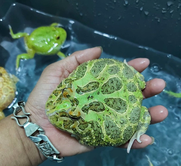 Người nuôi chỉ cần thay nước mỗi ngày cho ếch, có thể dùng trực tiếp nguồn nước máy thông thường. Thức ăn cho ếch gồm cá, sâu bọ, giun, dế,... Tuy nhiên phải đảm bảo nguồn thức ăn tươi sạch, không bị ôi thiu và nên cho ếch ăn lượng vừa đủ, khoảng 1/3 cơ thể.