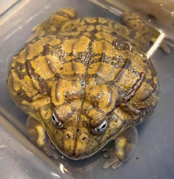 Giá thành của loại thú cưng này được phân chia dựa trên màu sắc, kích thước, trọng lượng và thần thái của con vật. Ếch Pacman càng nhiều màu, màu càng đẹp hoặc đột biến thì giá thành càng cao. Trung bình, người chơi phải bỏ ra từ vài trăm nghìn đồng đến hơn 1 triệu đồng để sở hữu một chú Pacman. (Ảnh Dân Việt)