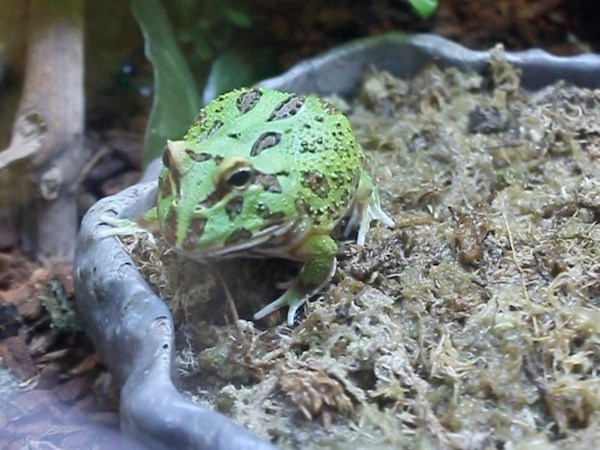 Đây là loại dễ thích nghi với môi trường sống, không cần cho ăn đều đặn chúng vẫn có thể sống bình thường. Chuồng nuôi cũng không quá phức tạp. Ếch Pacman còn được gọi là ếch ngoài hành tinh với lớp da sặc sỡ, nhiều sắc màu.