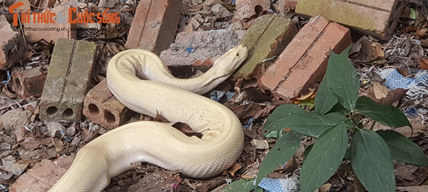 Vị trí xuất hiện bạch xà ngay chân cầu thang lối dẫn lên đền thờ Mẫu chúa Thượng ngàn. Do đền nằm lưng chừng núi, trước mặt là hồ rộng lớn, sau lưng là nhiều hang đá, rừng cây yên tĩnh nên có rất nhiều động vật sinh sống.