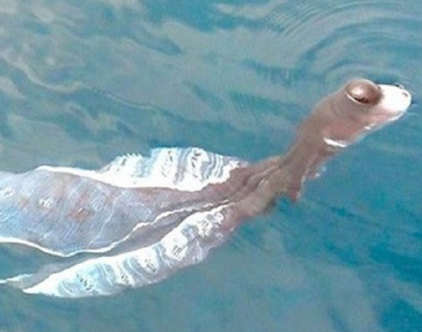 Vào ngày 1/10/2019, một nhóm lặn biển phát hiện "thủy quái" khổng lồ ngoi lên trên mặt biển, gần đảo Phú Quý (Bình Thuận). Theo mô tả của các nhân chứng, sinh vật này dài gần 1m, đầu giống rùa nhưng có mắt giống viên bi lồi ra ở trên và phần sau như một chiếc áo dài màu trắng (2 cánh). (Nguồn ảnh: Vietnamnet)