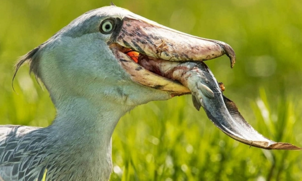 Cò mỏ giày có khả năng săn mồi đáng kinh ngạc. Thức ăn chủ yếu của chúng là cá, ếch và bò sát. Đáng chú ý hơn, loài chim này là thiên địch của cá sấu, đặc biệt là cá sấu nhỏ.