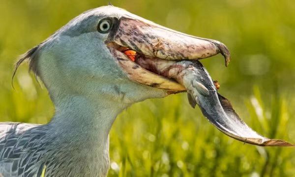 Cò mỏ giày có khả năng săn mồi đáng kinh ngạc. Thức ăn chủ yếu của chúng là cá, ếch và bò sát. Đáng chú ý hơn, loài chim này là thiên địch của cá sấu, đặc biệt là cá sấu nhỏ.