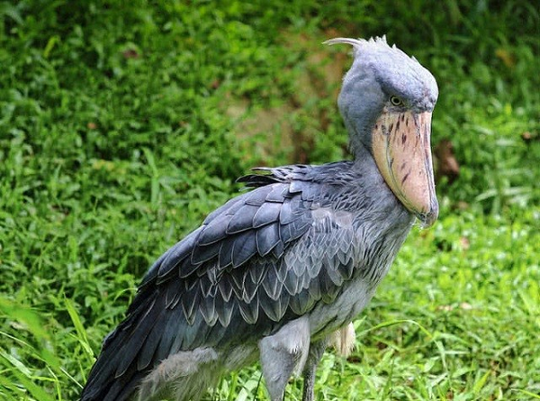 Trên thực tế, cò mỏ giày là hậu duệ của loài khủng long có kích cỡ nhỏ "Theropoda" - cùng nhóm khủng long T-Rex. Qua quá trình tiến hóa, cái mồm đầy răng sắc nhọn được thay thế bằng mỏ.