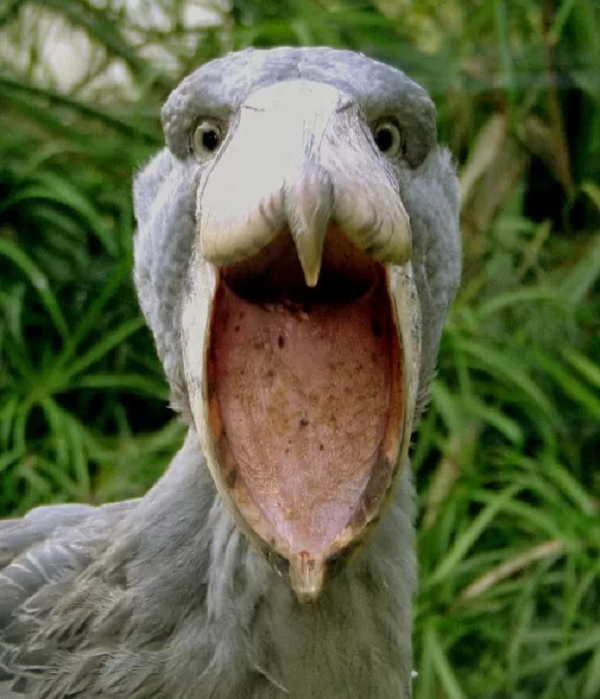 Ngoài ra, nó cũng được dùng để múc nước giúp cò giải khát dưới cái nắng gay gắt của châu Phi. Đặc biệt nhất, đây là vũ khí săn mồi hiệu quả, thậm chí giúp cò mỏ giày săn được cá sấu.