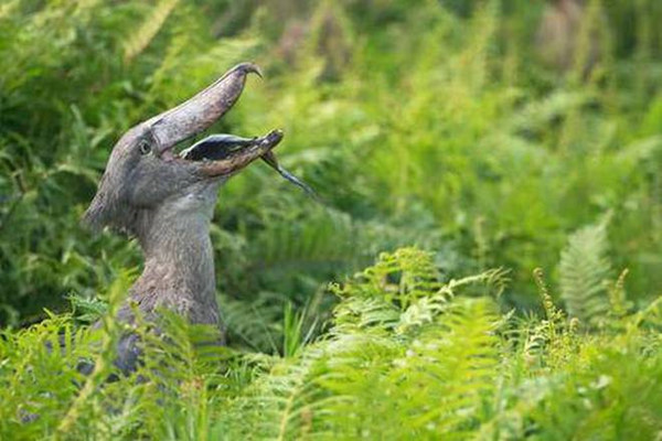 Vào mùa sinh sản, chúng trở nên hung hãn và sẵn sàng chiến đấu để bảo vệ tổ, chống lại bất cứ con thú dữ hay kẻ cạnh tranh nào. Mùa sinh sản thường là vào mùa khô. Điều rất lạ là chúng vẫn tỏ ra khá ngoan ngoãn và thoải mái khi con người đến gần tổ của chúng.
