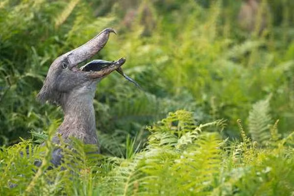 Vào mùa sinh sản, chúng trở nên hung hãn và sẵn sàng chiến đấu để bảo vệ tổ, chống lại bất cứ con thú dữ hay kẻ cạnh tranh nào. Mùa sinh sản thường là vào mùa khô. Điều rất lạ là chúng vẫn tỏ ra khá ngoan ngoãn và thoải mái khi con người đến gần tổ của chúng.