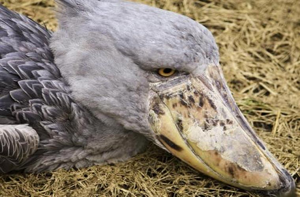 Tuy thích kiếm sống một mình như vậy, nhưng cò mỏ giày nổi tiếng là chung thủy, suốt đời chỉ 1 vợ 1 chồng. Cả cò bố và cò mẹ đều tham gia trong chuyện xây tổ, ấp trứng, nuôi con.