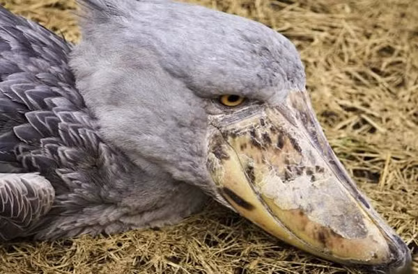 Tuy thích kiếm sống một mình như vậy, nhưng cò mỏ giày nổi tiếng là chung thủy, suốt đời chỉ 1 vợ 1 chồng. Cả cò bố và cò mẹ đều tham gia trong chuyện xây tổ, ấp trứng, nuôi con.