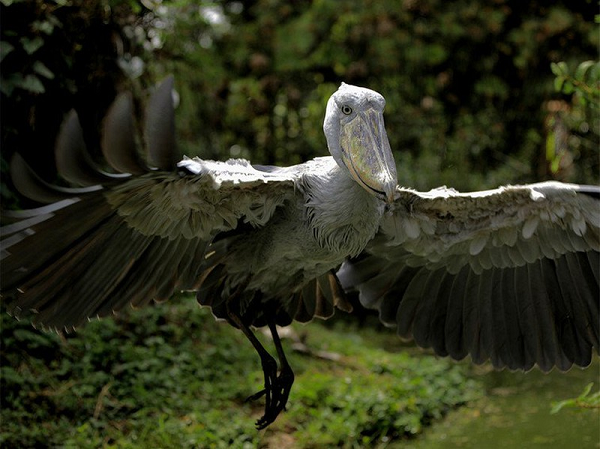 Quá trình ăn cá sấu con khá khó nhằn, vì chúng thường bơi vào vùng nước có nhiều cỏ. Với cái mỏ dày rộng, cò mỏ giày thường ngoạm cá sấu con cùng cỏ nước rong rêu. Sẽ mất hơn mười phút để loại bỏ hết những sợi cỏ nước, nhưng mọi chuyện đều không thành vấn đề vì loài chim này rất có tính kiên nhẫn.