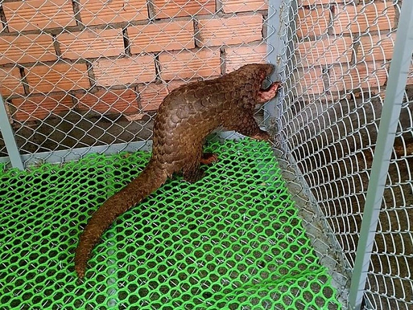 Anh K’ Wên (ngụ xã Gia Hiệp, huyện Di Linh) khi đang làm việc trên rẫy cà phê đã phát hiện 2 cá thể tê tê Java quý hiếm nặng khoảng 9 kg, bị thương nhẹ. Sau khi bắt được, người đàn ông đã chủ động trình báo với Hạt Kiểm lâm Di Linh để bàn giao.