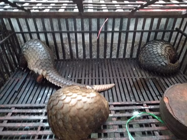 Tê tê Java có thân cỡ trung bình. Dài 0,4 – 0,65m, trọng lượng 6 – 8kg. Không có răng, lưỡi dài nhiều chất dính. Toàn thân, từ đầu đến cuối đuôi phủ lớp vẩy sừng. Các vẩy sừng xếp chồng lên nhau như mái ngói. Bụng không có vẩy sừng, da dầy có lớp lông cứng.