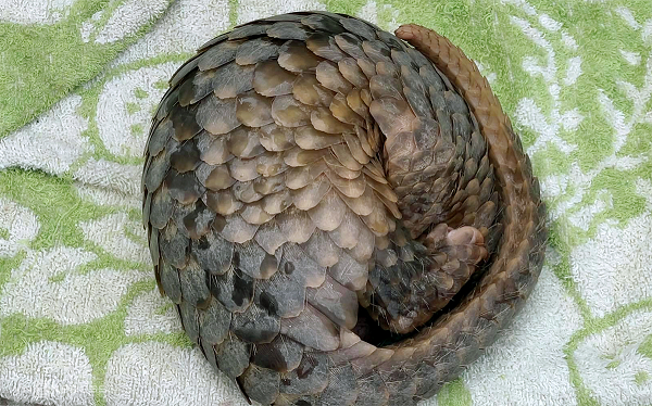 Bên cạnh đó, Lãnh đạo Trung tâm cứu hộ bảo tồn và Phát triển sinh vật cũng gửi thư cảm ơn đến hành động ý thức rất đáng khen ngợi của anh K’ Wên.