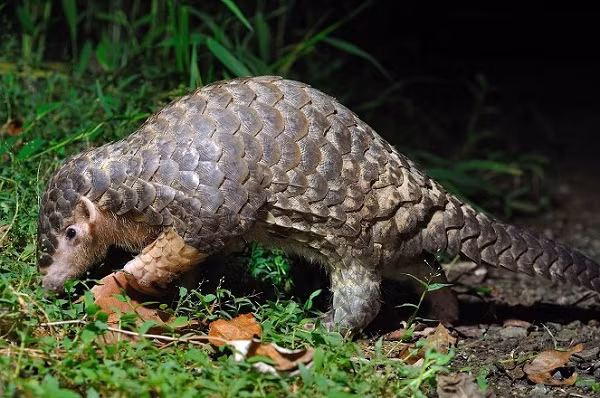 Tê tê Java có tên khoa học là Manis Javanica, thuộc nhóm IB, nằm trong sách đỏ của Liên minh Bảo tồn Thiên nhiên Quốc tế là "nguy cấp trên toàn cầu".