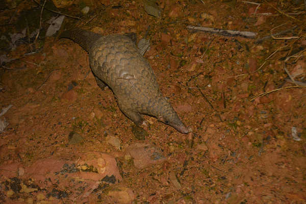 Chúng sống trong rừng già, rừng thứ sinh, rừng hỗn giao tre nứa gỗ, ở hang dưới các gốc cây to, cây mục nát, hoặc vách đất đá trong lùm cây rậm rạp. Hoạt động kiếm ăn ban đêm trên mặt đất, ban ngày trú ẩn trong hang.