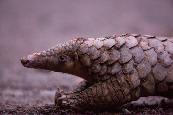 Một nguyên nhân khác khiến số lượng tê tê Java suy giảm là do ảnh hưởng của môi trường sống.