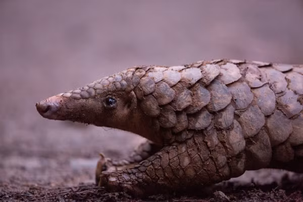 Một nguyên nhân khác khiến số lượng tê tê Java suy giảm là do ảnh hưởng của môi trường sống.