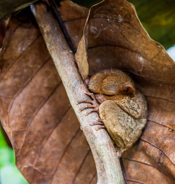 Đây là một con khỉ lùn Tarsier sống ở đảo Bohol ở Philippines. Đây là một trong những loài động vật dễ thương trên Trái đất.