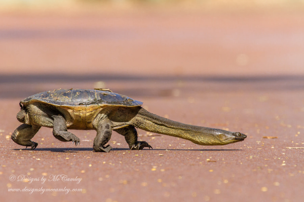 Rùa cổ dài phương Đông được tìm thấy trong môi trường nước ngọt nội địa chảy chậm như đầm lầy, đập, hồ, từ phía bắc Queensland đến Nam Úc. Chúng rất thích đáy cát mềm.