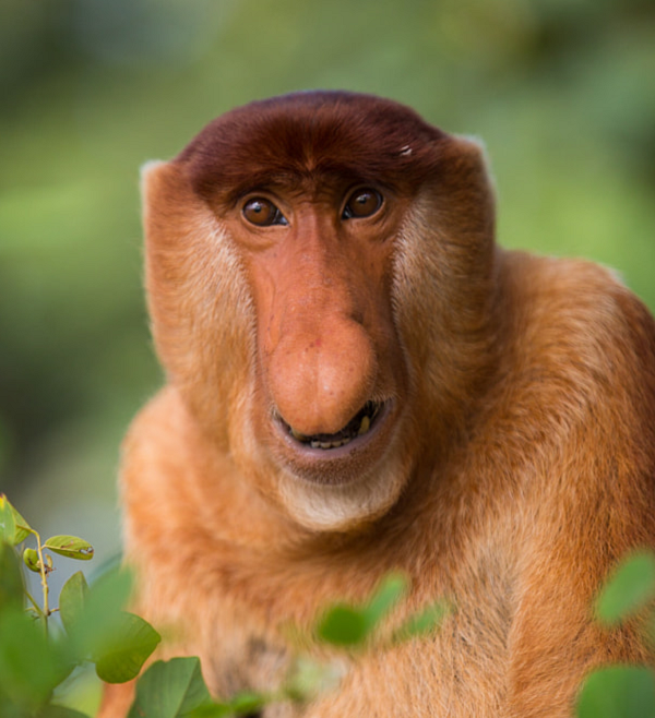 Khỉ vòi là một động vật đặc hữu của vùng Đông Nam Á, chúng là một trong những động vật có ngoại hình xấu xí với một chiếc bụng phệ và chiếc mũi quá dài.