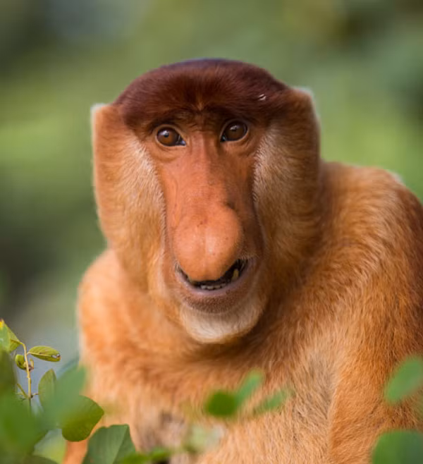 Khỉ vòi là một động vật đặc hữu của vùng Đông Nam Á, chúng là một trong những động vật có ngoại hình xấu xí với một chiếc bụng phệ và chiếc mũi quá dài.