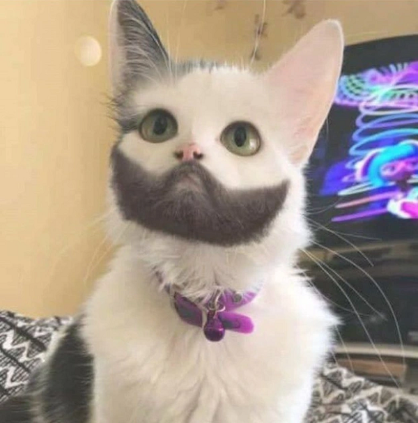 Một chú mèo có bộ ria tự nhiên vô cùng hoàn hảo, hệt như một "quý ông".