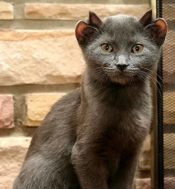 Một con mèo 4 tai vô cùng hiếm gặp.