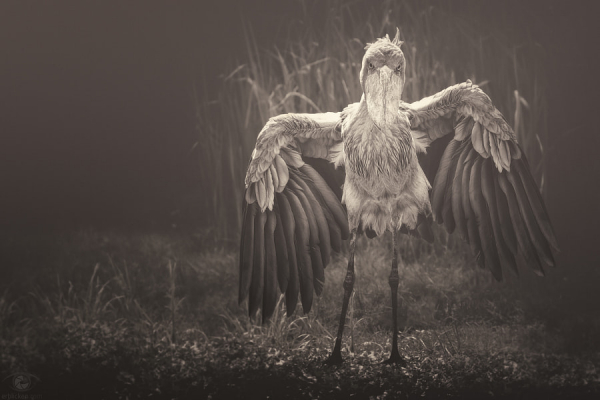 Cò mỏ giày là một trong những loài chim đầm lầy nước ngọt ấn tượng nhất của vùng nhiệt đới miền Trung châu Phi, phân bố từ miền nam Sudan qua các khu vực phía đông Congo, Rwanda, Uganda và miền tây Tanzania.