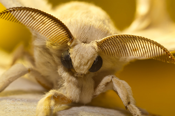 Bướm xù Venezuela có đôi mắt đen lồi ra ngoài, cơ thể có bộ lông màu trắng và hai râu dài màu nâu.